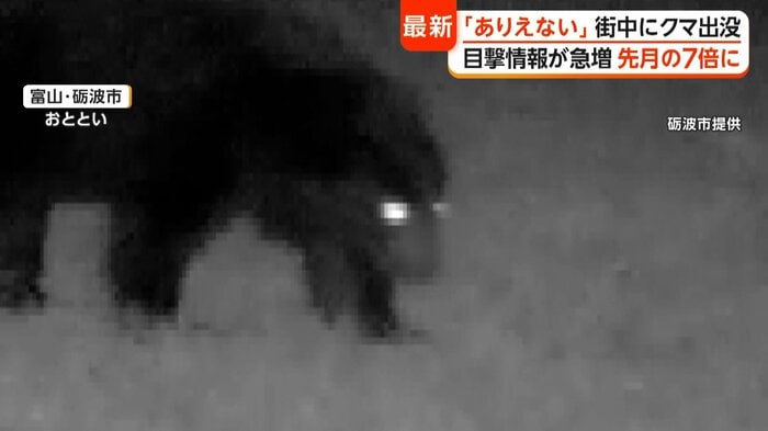 カメラ映像に映ったクマ