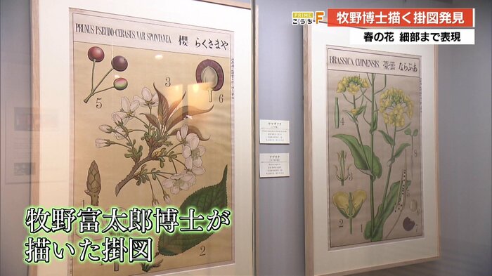 牧野植物園で展示中の掛図「ヤマザクラ」「アブラナ」