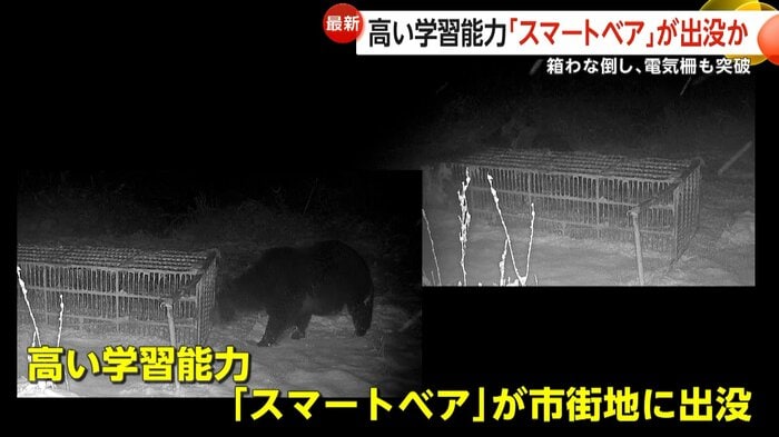 箱わなをひっくり返すクマ（林豊行さん）