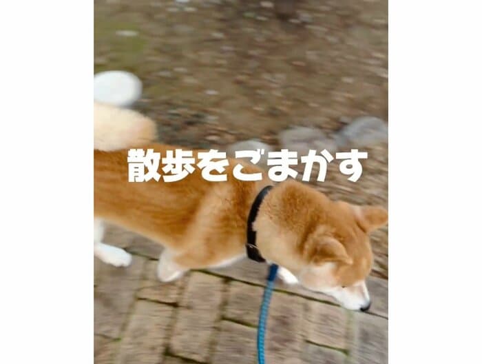 颯爽と走り出したコゴローくん(提供:556さん)