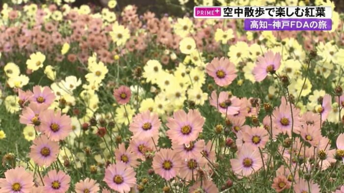 ハーブ園にはコスモス畑も