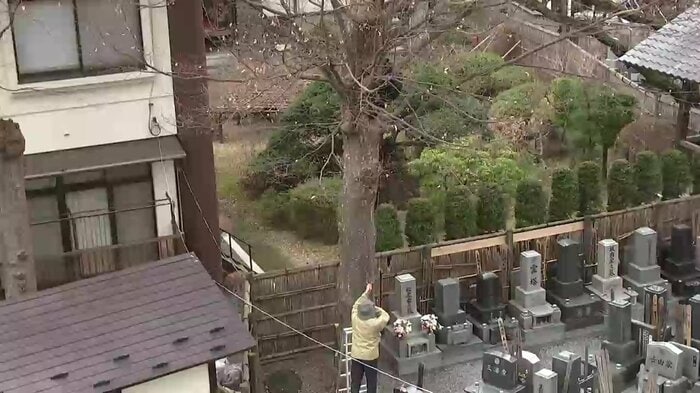 現在、麻酔の吹き矢を取り扱える人材は岩手県内でただ1人（盛岡市内でクマを捕獲）