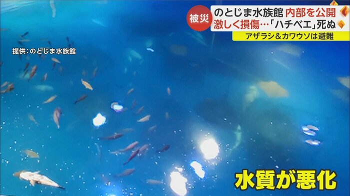 ろ過設備がストップし、水中の様子が見えない状態に