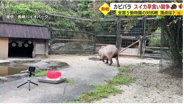スイカではなく野菜に向かうオラ(長崎バイオパーク)