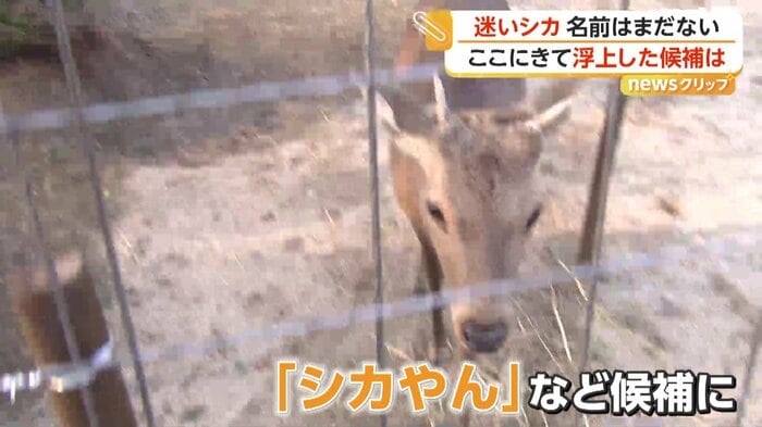 人間を怖がらず近づいてくるシカ