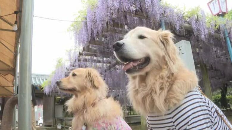 甘い香りにハチ…犬もうっとり？西条で名物「観音堂の藤」見頃「お花のシャワーみたい」【愛媛】｜FNNプライムオンライン