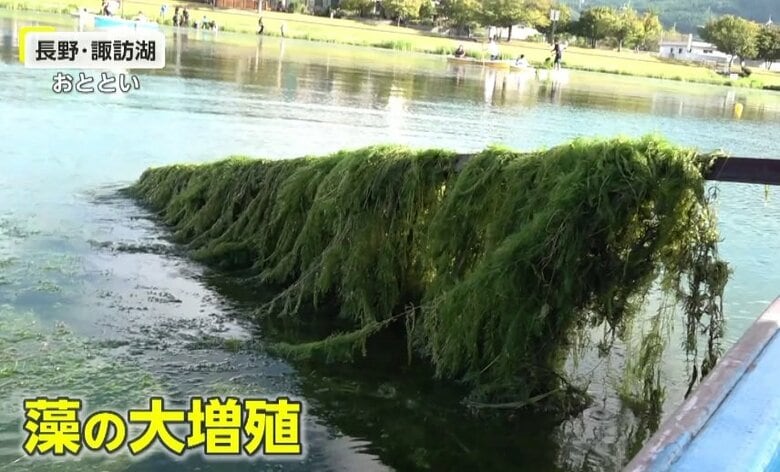 「大量の藻」がカーテン状に…長野・諏訪湖で異常事態　ボート競技の2レーン埋め尽くす　地元住民「高い水温保たれた」｜FNNプライムオンライン