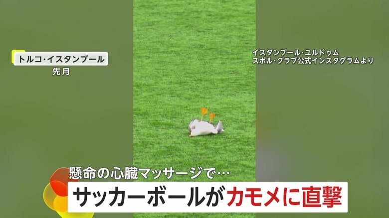 「足、口、目が動き始めた」サッカー試合中にボールが空飛ぶカモメに直撃 選手の“心臓マッサージ”で奇跡の回復 トルコ |FNNプライムオンライン