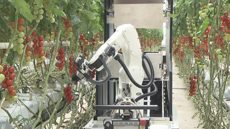 モノづくりの技術活かす…農業用の『全自動収穫ロボット』デンソーなどが共同開発 トマト等の収穫効率アップ｜FNNプライムオンライン