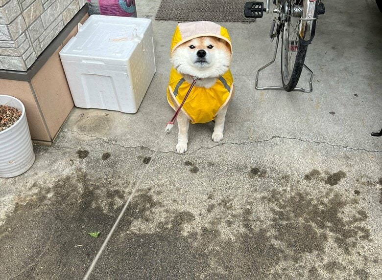 「濡れるからイヤ！」散歩を拒否する柴犬の表情が分かりやすい…連れ出せたのかその後を聞いた｜FNNプライムオンライン