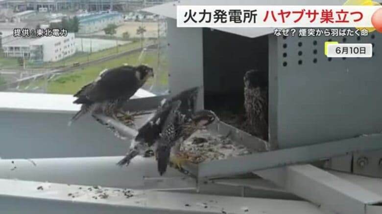 なぜ火力発電所に？絶滅危惧種ハヤブサが発電所の煙突から巣立つ　その理由は？〈仙台〉｜FNNプライムオンライン