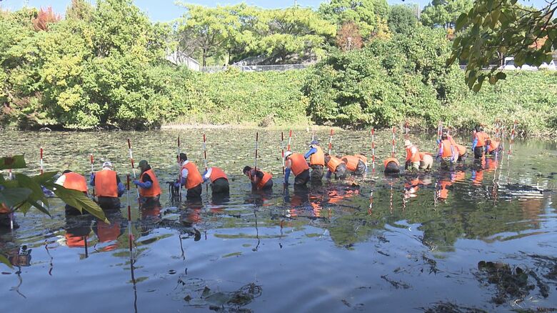 花は綺麗でも“外来種”…池にはびこった「スイレン」の除去作業【愛知発】｜FNNプライムオンライン