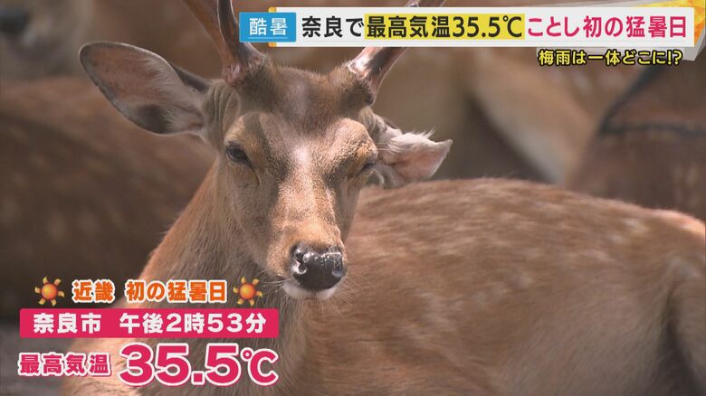 【解説】梅雨はどこ行った？「梅雨前線が長く完全に姿消すのは異例」片平気象予報士　6月なのに8月級暑さ｜FNNプライムオンライン