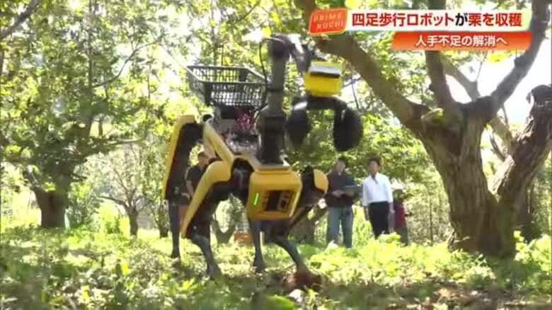 過酷な栗拾いは《収穫ロボット》にお任せ！産学官連携で実用化に向けた実証実験【高知】｜FNNプライムオンライン