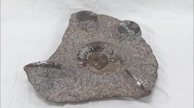 重さ30kgのアンモナイトの化石を盗んだ疑いで67歳男を逮捕　車に大量の鉱石…余罪は　山梨・富士河口湖町｜FNNプライムオンライン