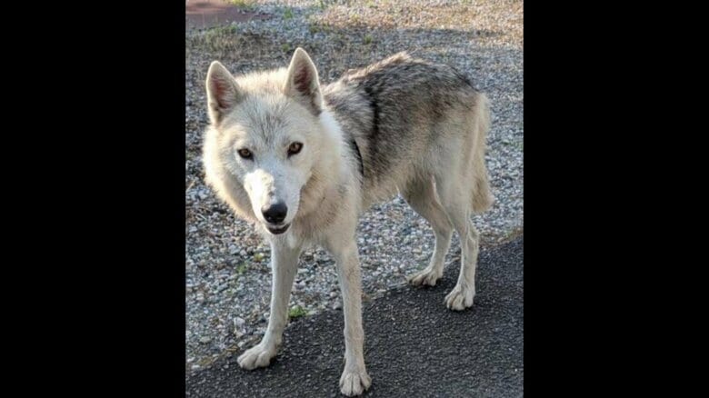 飼われていた「ウルフドッグ」3度目の逃亡 周辺で飼い犬のチワワが死亡 因果関係は不明だが住民からは不安の声も|FNNプライムオンライン
