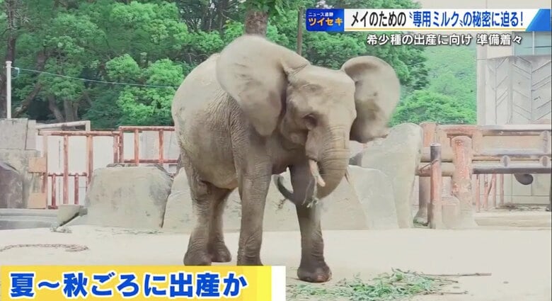 ミルクも“ゾウ専用”　国内初のマルミミゾウ出産準備すすむ　赤ちゃんゾウを支えるミルクの秘密とは【広島発】｜FNNプライムオンライン