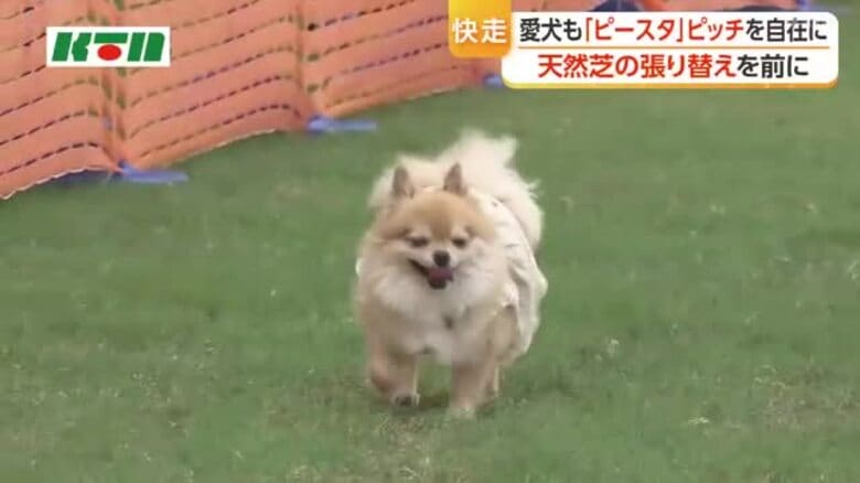 愛犬との特別な体験　ピーススタジアム長崎で「ドッグラン」初開催｜FNNプライムオンライン