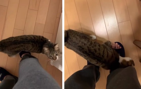 旦那さんの足にじゃれつくキキちゃん。いつもはとても仲良しだそう