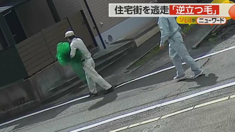 イノシシを捕獲しようとする市職員の姿