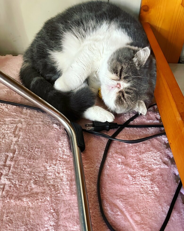 娘さんのベッドで寝ることもある