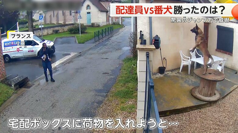 脅威のジャンプ力で配達員を威嚇する番犬