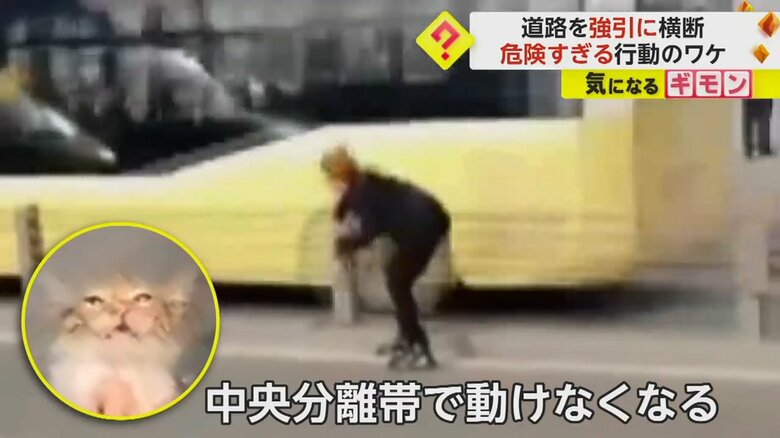 女性が子ネコを抱き上げる瞬間の様子