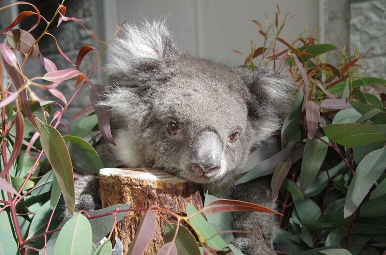 毛並みは艶もこしも年齢を感じさせない（提供：イングランドの丘）