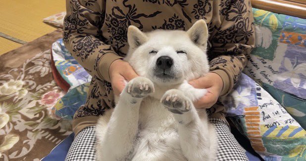 提供：しばわんこ生活さん