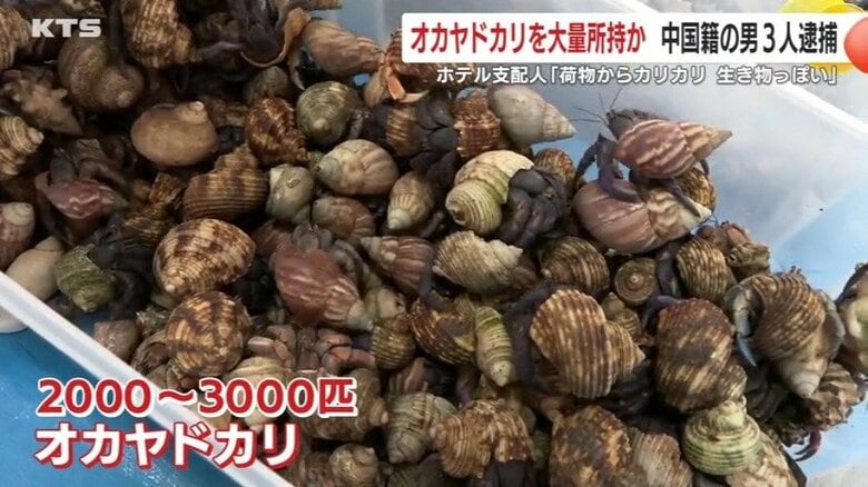 スーツケースの中では2000～3000匹のオカヤドカリが動いていた