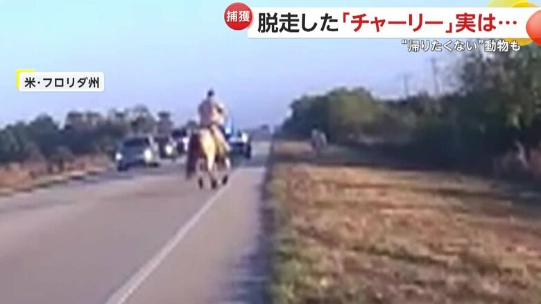 逃走する牛と追いかけるカウボーイ（Collier County Sheriff's Office）