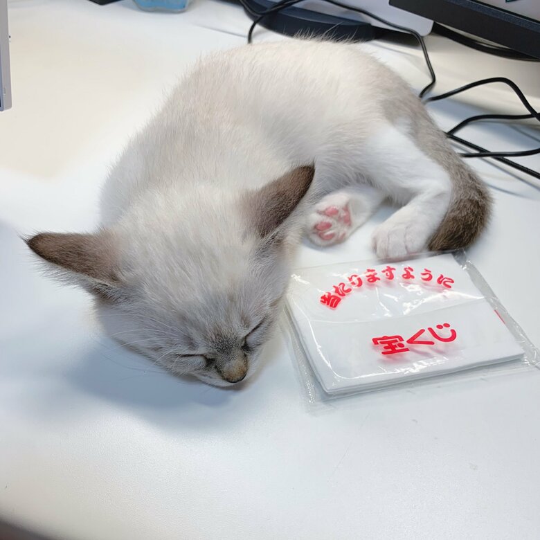 ポケットティッシュと比べると小ささが分かる