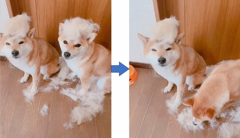 抜け毛を乗せる2匹　しかし3秒後にはミントちゃんが我慢できず…