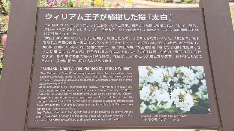 ウィリアム王子が植樹した桜「太白」の案内板