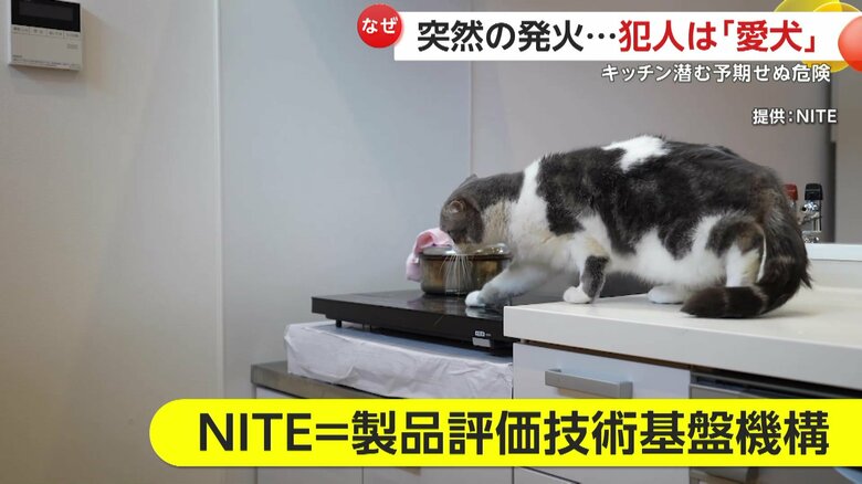 ペットの“もふもふプッシュ”に注意