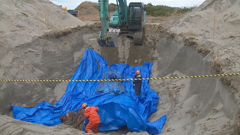 クジラを埋設する様子