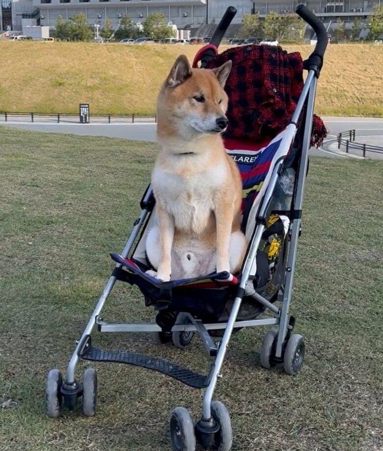 子ども向けの手押し車に乗ることも