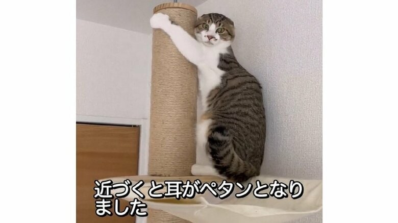 近づくと耳がペタン