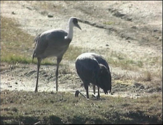 傷ついた妻に寄り添う黒太郎