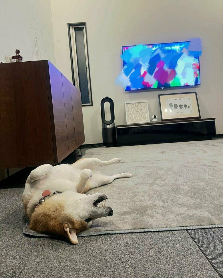 提供：柴犬 sasuke_紗助さん