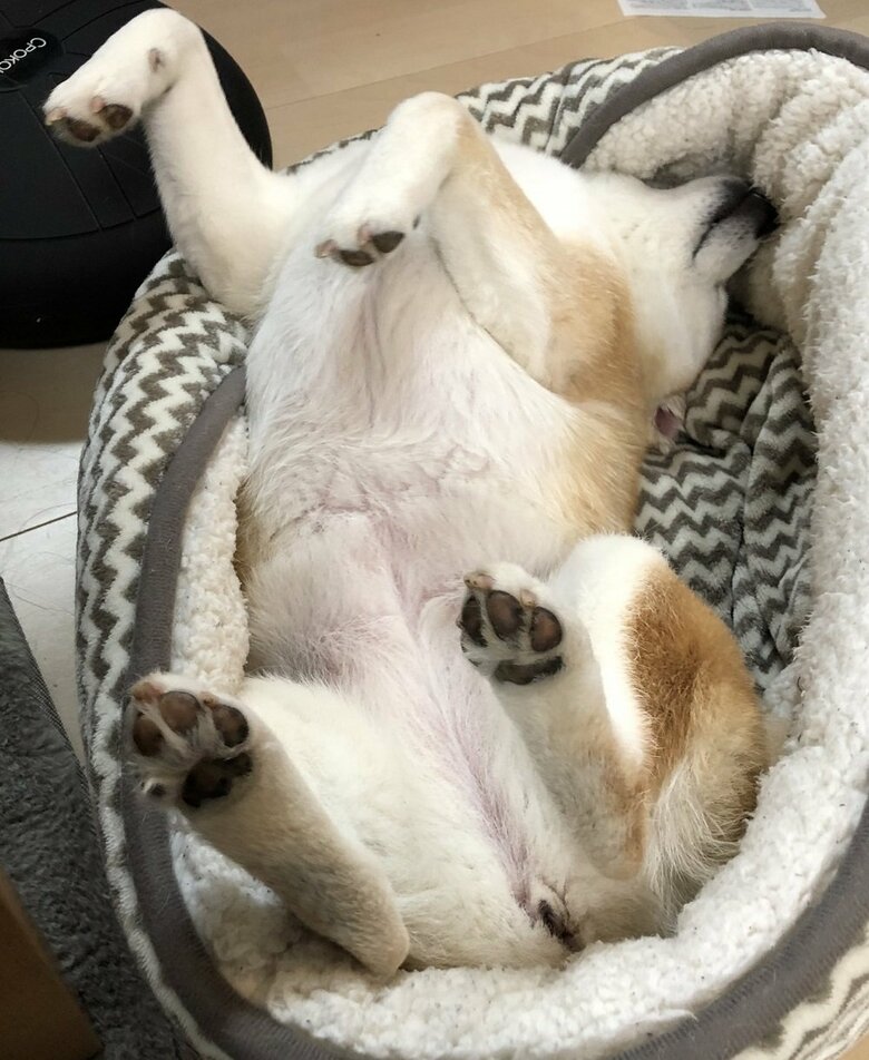 へそ天