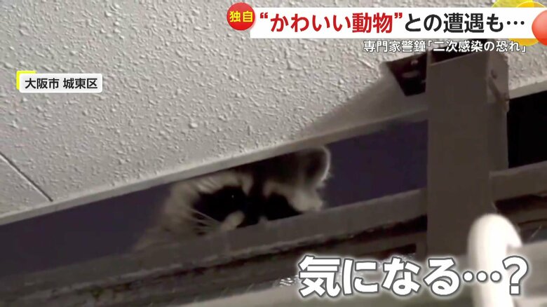 カメラの方を見ているようなアライグマ（4月29日午後8時ごろ、大阪市城東区）