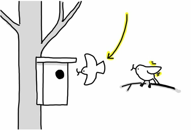 翼をパタパタさせるとつがい相手が先に巣箱に入る（画像提供：鈴木俊貴准教授）