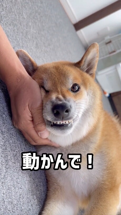 提供：柴犬ぽてとさん