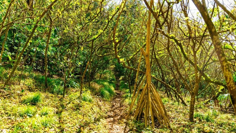 草むら、やぶが目立つ場所も避けよう（画像はイメージ）
