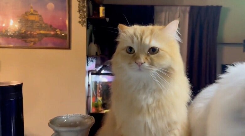 ご飯待ちのエマちゃん（提供：ネコランドさん）