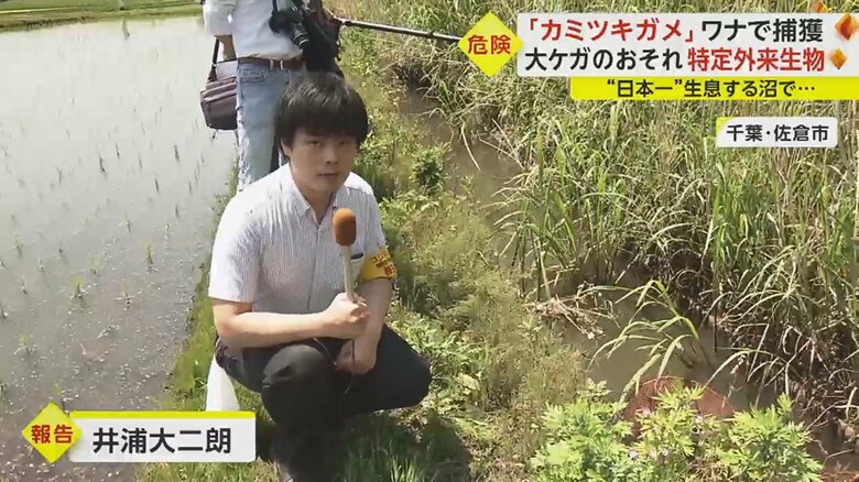 特定外来種のカミツキガメを捕獲するということで…