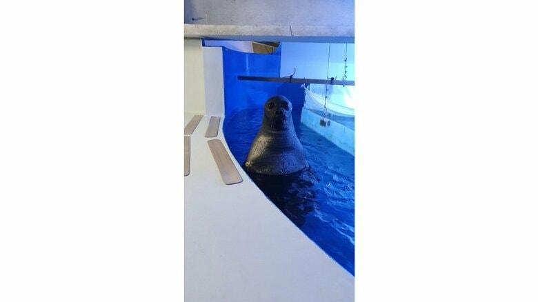 バックヤードで見られるというアザラシの姿（提供：サンシャイン水族館）