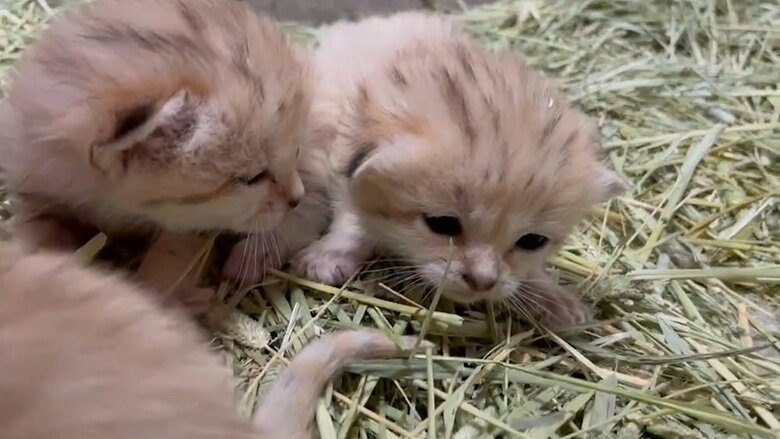 スナネコの赤ちゃん　撮影日2022年２月21日（画像提供：那須どうぶつ王国）