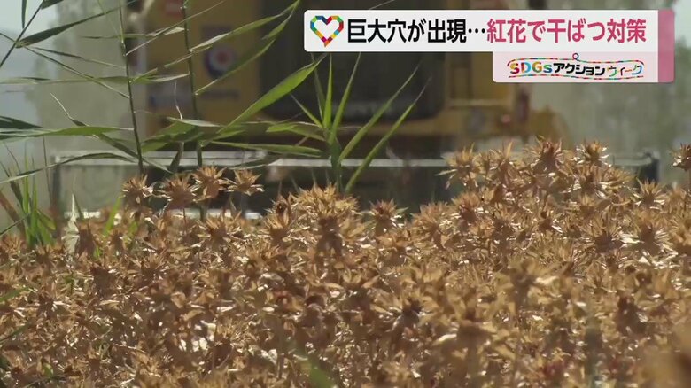 ほとんど水を使わずに栽培できる「紅花」に注目が集まっている